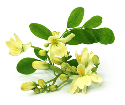 moringa-flower-400x336